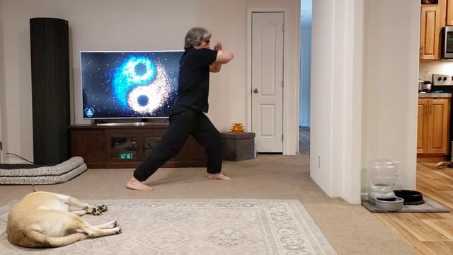 Kyokushin Karate Kanku Kata practice blocked by sleepy dog смотреть онлайн