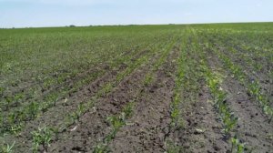 Дикамба, Римсульфурон, Никосульфурон и Мезотрион против сорняков на Кукурузе.