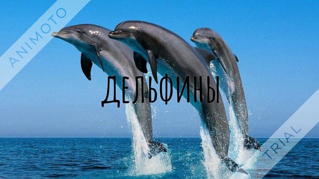 Животные мира смотреть онлайн