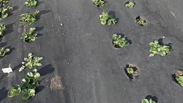 Сажаем виноград Рембо Автограф Ария Красава Преображение Пёстрый и др. смотреть онлайн