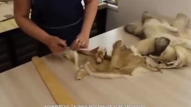 Для чего растягивают шкуры смотреть онлайн