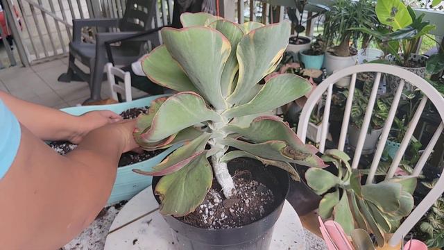 Kalanchoe Fantastica смотреть онлайн