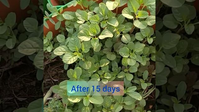 Mulai keerai/ Amaranth seed to harvest. смотреть онлайн