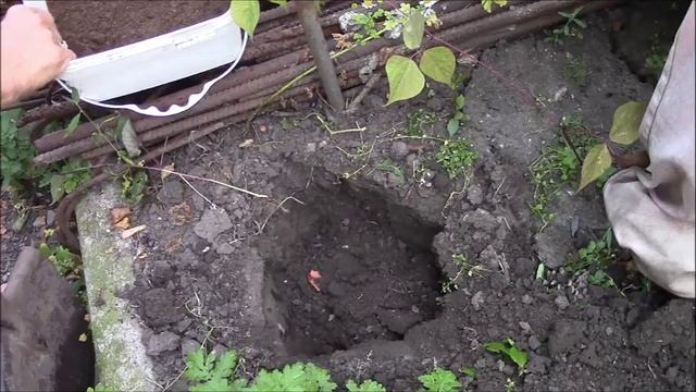 Глициния. Посадка глицинии летом. Мой опыт. смотреть онлайн