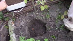 Глициния.  Посадка глицинии летом.  Мой опыт.