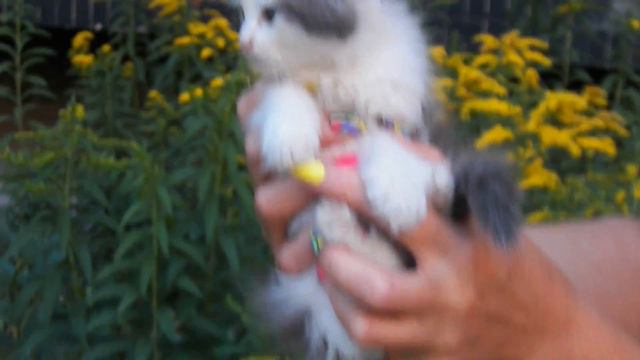 Зайка? Котёнок! Ищу дом! смотреть онлайн