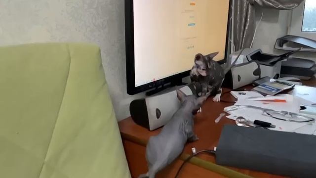 Котята донских сфинксов. Самые лучшие смотреть онлайн