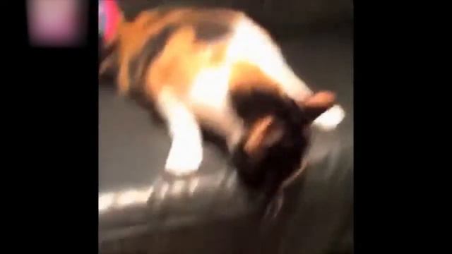 Крутой водители и кот говорун смотреть онлайн