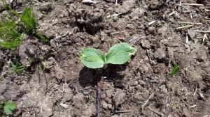 Саша и Маша "Будни Фермера". Клубника ? в Клину. 04.06.2022г