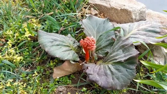 #154 К нам идет похолодание. Дача 28 марта 2023г