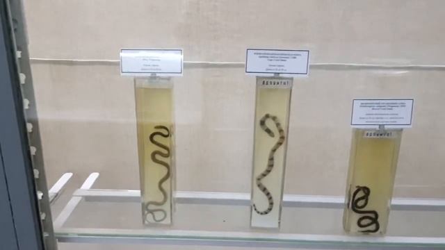 Зоологический музей Зоологического института Российской академии наук смотреть онлайн