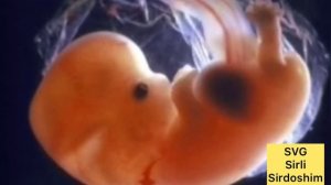 Хомилангиз 7-хафтаси бизни нималар кутмокда