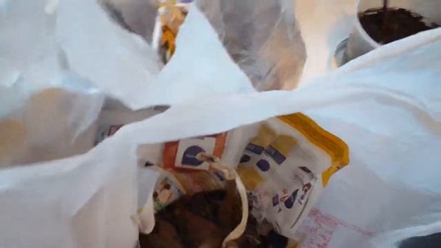 Подготавливаю подвой для томата. Георгины и герань смотреть онлайн