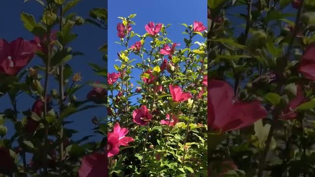 Гибискус ? садовый смотреть онлайн