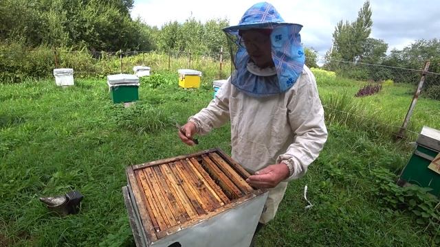 Конец августа. Откачали мёд. Собрали гнёзда семей в зиму. смотреть онлайн