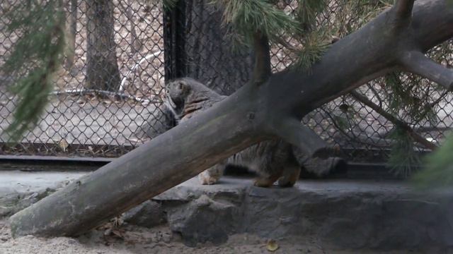 Утренние потягушки манула Караганды смотреть онлайн