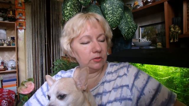 дневник неисправимого шопоголика - 3 смотреть онлайн