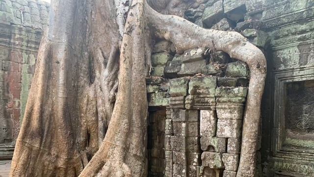 Ta Prohm - Walking tour inside Ta Prohm Temple 4K смотреть онлайн