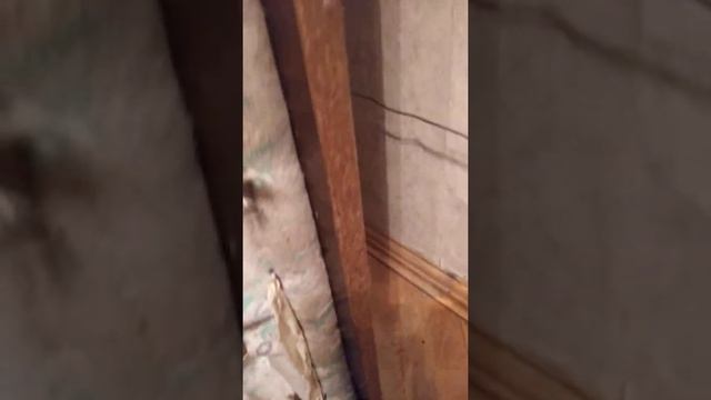 Видео из жизни клопов постельных. Где прячутся клопы постельные. смотреть онлайн