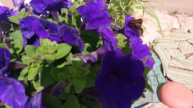 Цветет петунья. Что надо для обильного цветения? смотреть онлайн