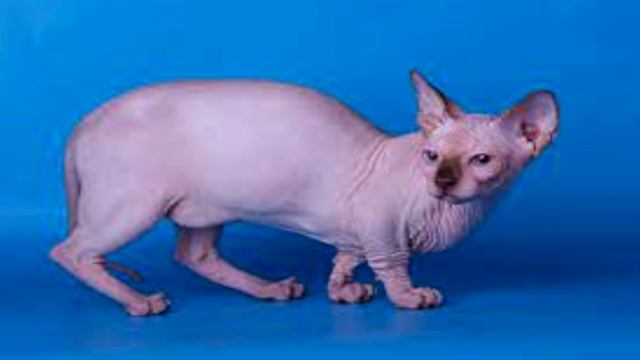 Топ 10 Самых маленьких кошек в мире! смотреть онлайн