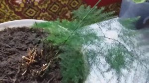 Аспарагус перистый , очень экзотическое растение , листики похожи на елочку , а больше на перышко