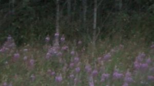 Медведь! Охота на приваде! Путешествие в Карелии!