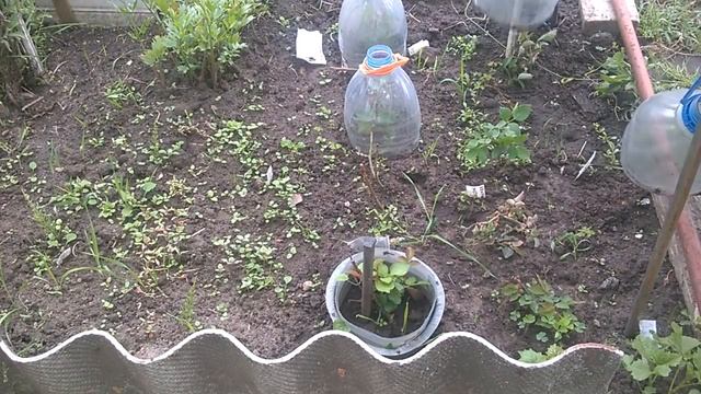 ЧЕРЕНКОВАНИЕ РОЗ - САМЫЙ УДАЧНЫЙ И ПРОСТЕЙШИЙ МОЙ МЕТОД РАЗМНОЖЕНИЯ смотреть онлайн