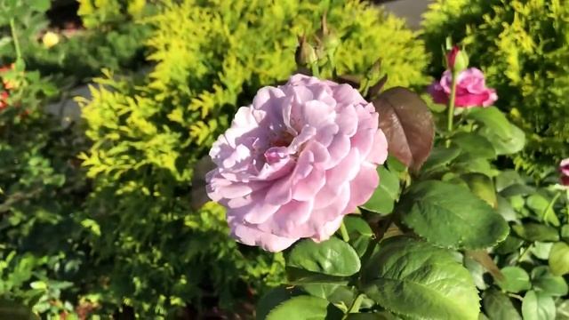 Neptune rose Lavander color смотреть онлайн