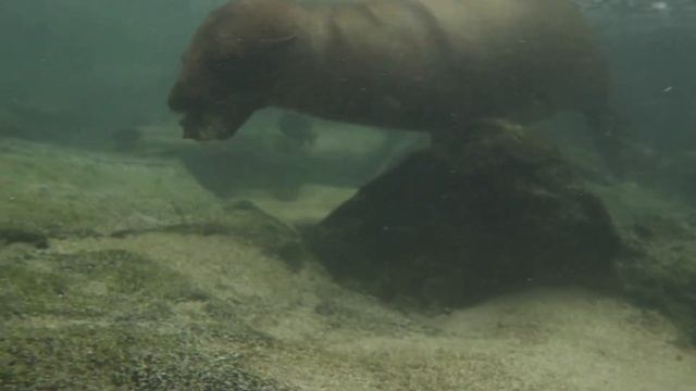 Детёныши морских львов / Sea Lions смотреть онлайн