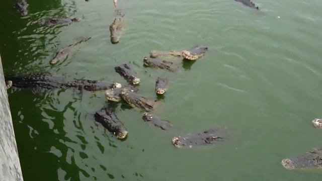 Ловля живых крокодилов на удочку! Шок! Смотреть до конца! смотреть онлайн