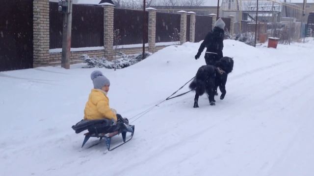 Катание на санках, собачья упряжка:) смотреть онлайн