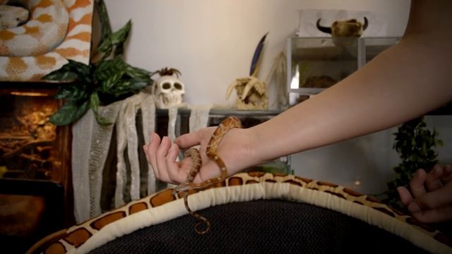 HOW TO HANDLE YOUR SNAKE (For beginners) смотреть онлайн