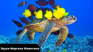 Звуки животных океанов и морей | Акула Черепаха Дельфин Касатка Медуза