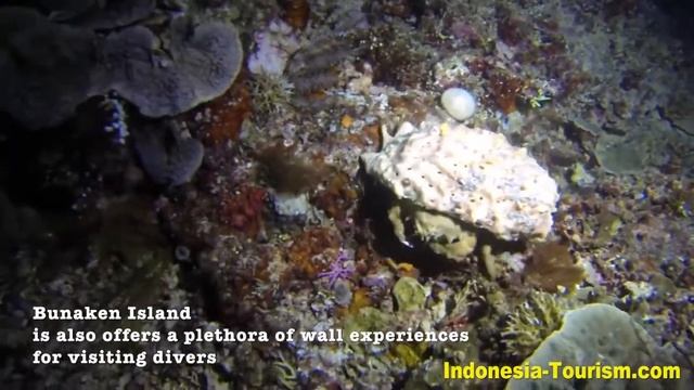 Bunaken National Marine Park North Sulawesi Indonesia смотреть онлайн