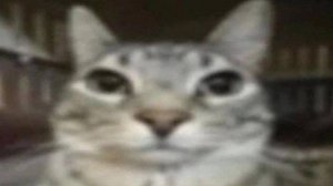 Кот смеётся типа смешно становится