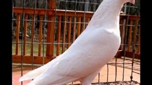 Продажа голубей в Туле.