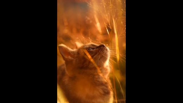 Медитация "КОШКА" смотреть онлайн