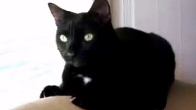 коту не нравится запах сыра) смотреть онлайн