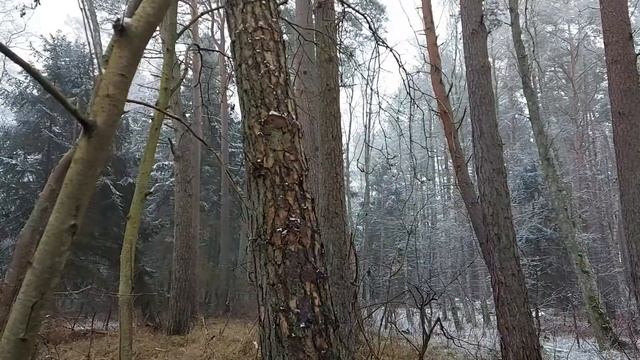 Czyreń sosnowy (Phellinus pini). Badanie drzew. Pracownia Przyrodnicza SOSENKA. Międzywodzie. смотреть онлайн