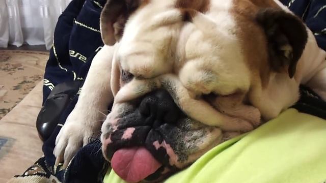 храпящая собака смотреть онлайн