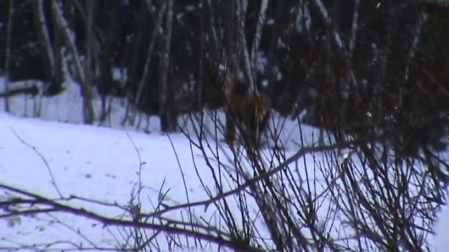 Фотоохота 2012-02-08 смотреть онлайн