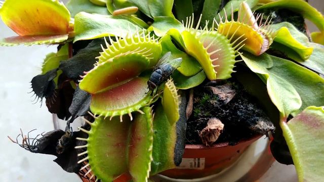 The Hungry Beauty: Exploring the World of Venus Flytraps 🌿 "Venus fly trap | how to catch insect | смотреть онлайн