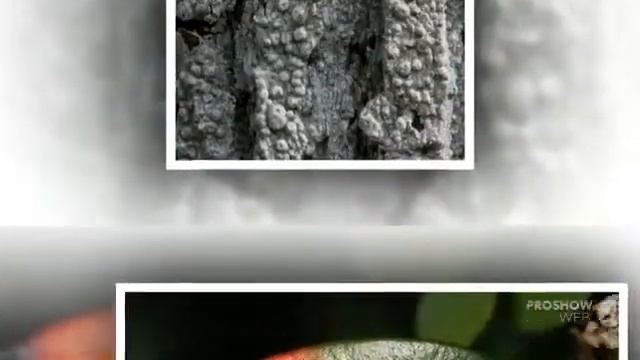 Pezizomycotina - fungi kingdom смотреть онлайн