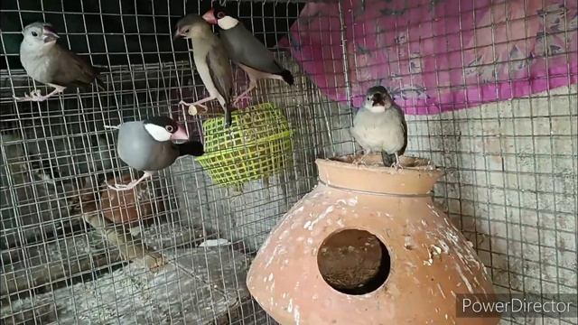 7 Eggs Java birds breeding progress update смотреть онлайн