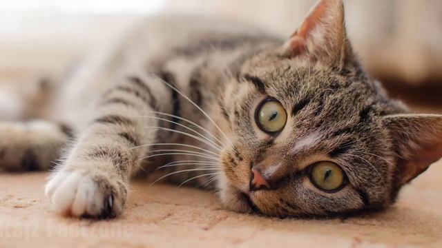 Wild Facts About Cats | Amazing Facts About Cats | Unknown Facts About Cats | Rajz Factzone #animal смотреть онлайн