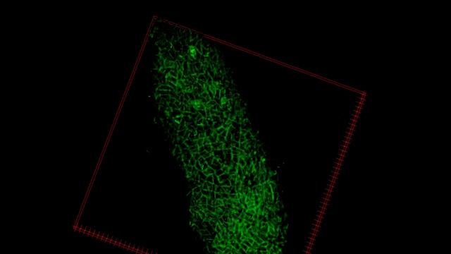Tuber aestivum (UK summer truffle) Mantle surface смотреть онлайн