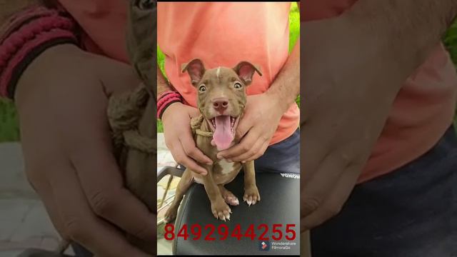 Pitbull female|American pitbull|wholesale dog in jammu|very cheapest price|delivered all over india смотреть онлайн