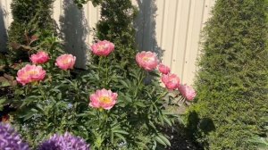 Сравнение: пион Pink Hawaiian Coral и пион Coral Sunset