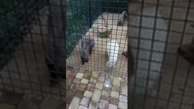 Дикобраз. Крым. Сафари-парк «Тайган». Лето 2022. смотреть онлайн